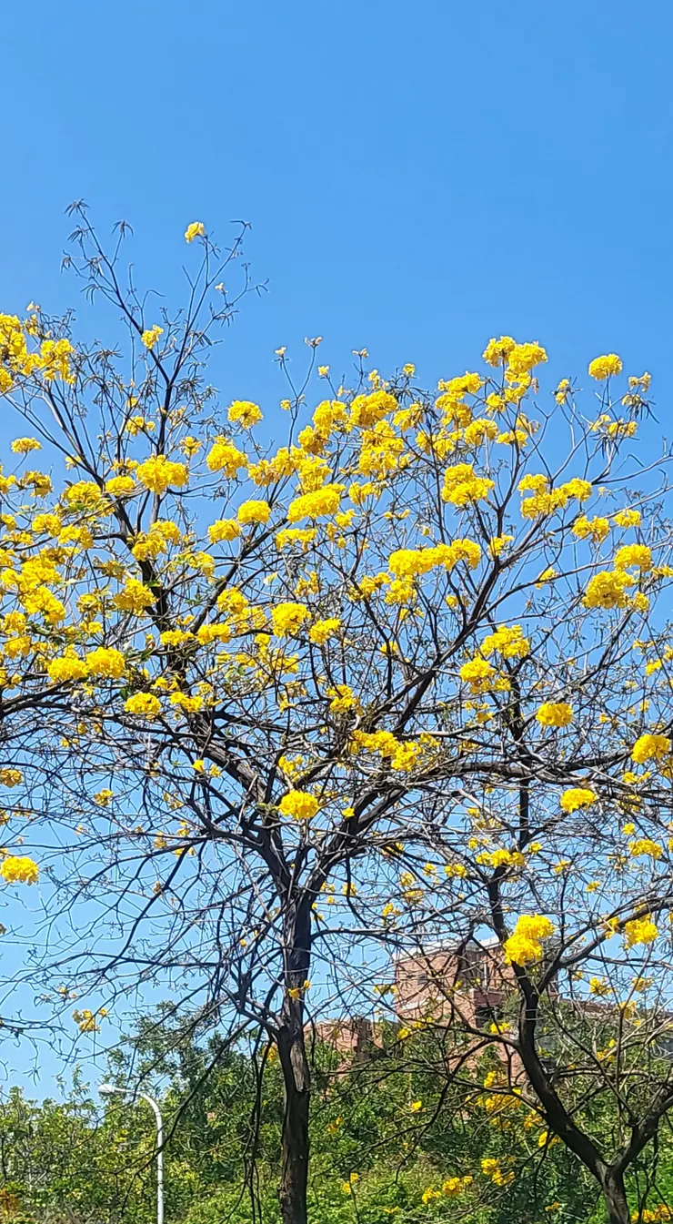 居家附近的黃花風鈴木(李建崑攝影)