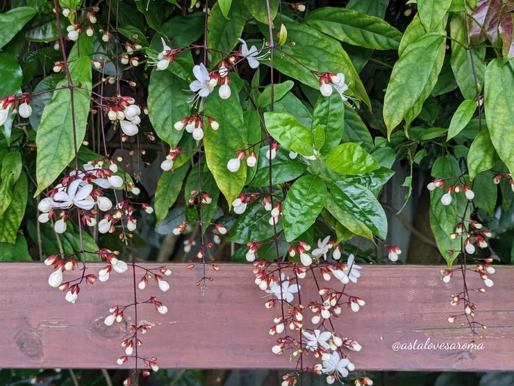 花園後頭還有垂茉莉