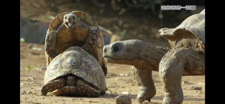 兩隻陸龜在交配，一旁的間諜陸龜在旁窺視