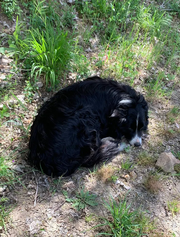 圖六：我遇過最懶散的邊境 😂