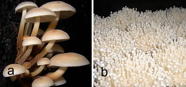 野生和栽培金針菇。引用自 中國科學院昆明植物研究所