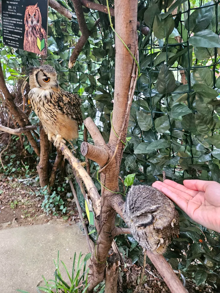 老實說沒有很喜歡鳥(!)貓頭鷹算少數相對不排斥的,實際接觸下來,也確實蠻可愛🧡