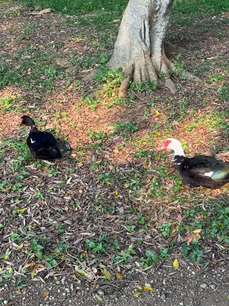 2026/04/14 散步時遇到的鴨子