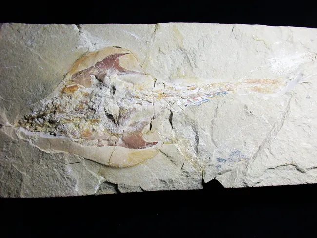 突刺壓齒魚(Coccodus insignis)