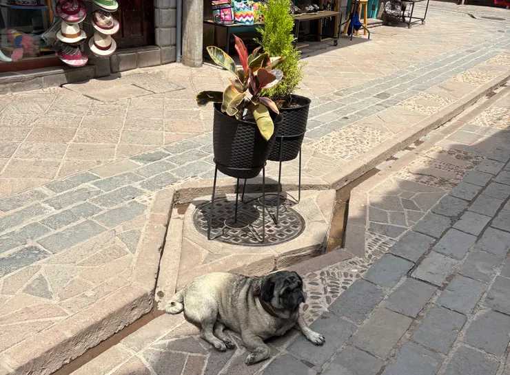 這隻狗狗還一直來嚕先生，超級可愛