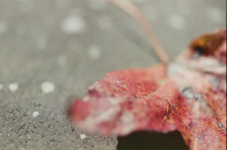 shot by Emma @奧萬大，台灣，2010.