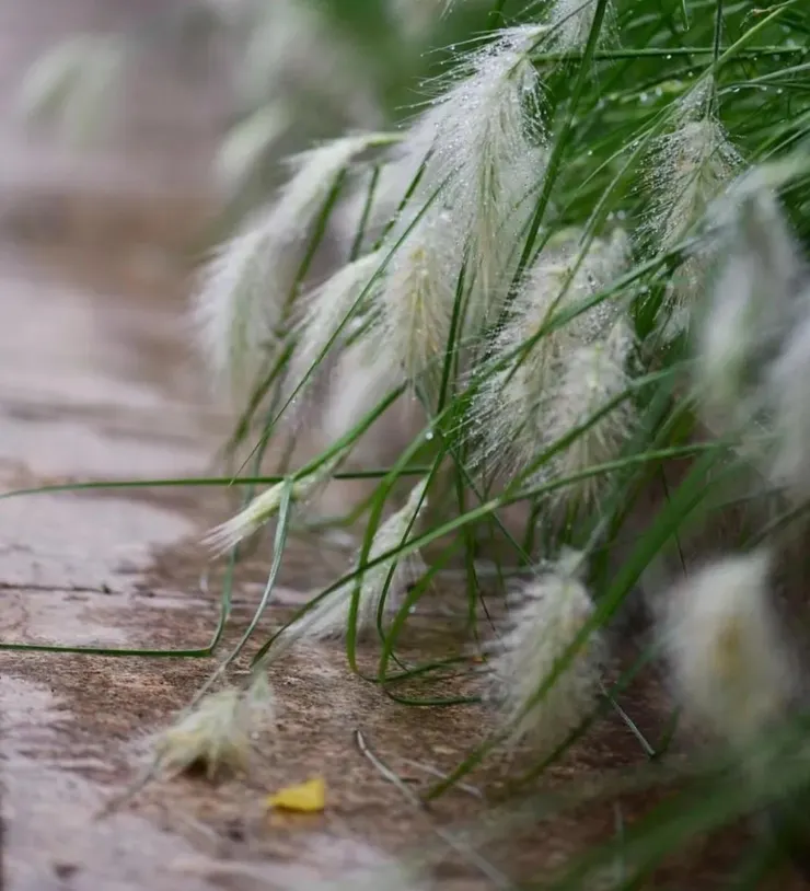 兔尾草花朵及葉片倒伏
