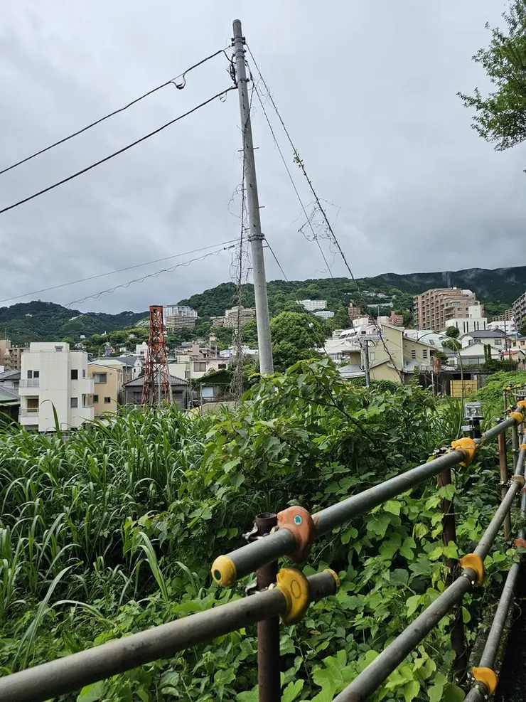 路邊的野草還蠻狂野的