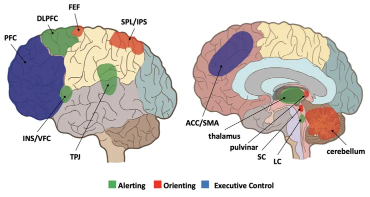 注意力網絡的大腦區域，綠色為警覺性網絡、紅色為導向性網絡、藍色為執行功能網絡（圖片取自Keehn,Muller, &Townsend,2013)