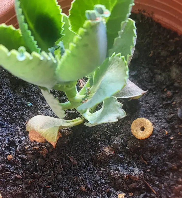 在落地生根旁茁長