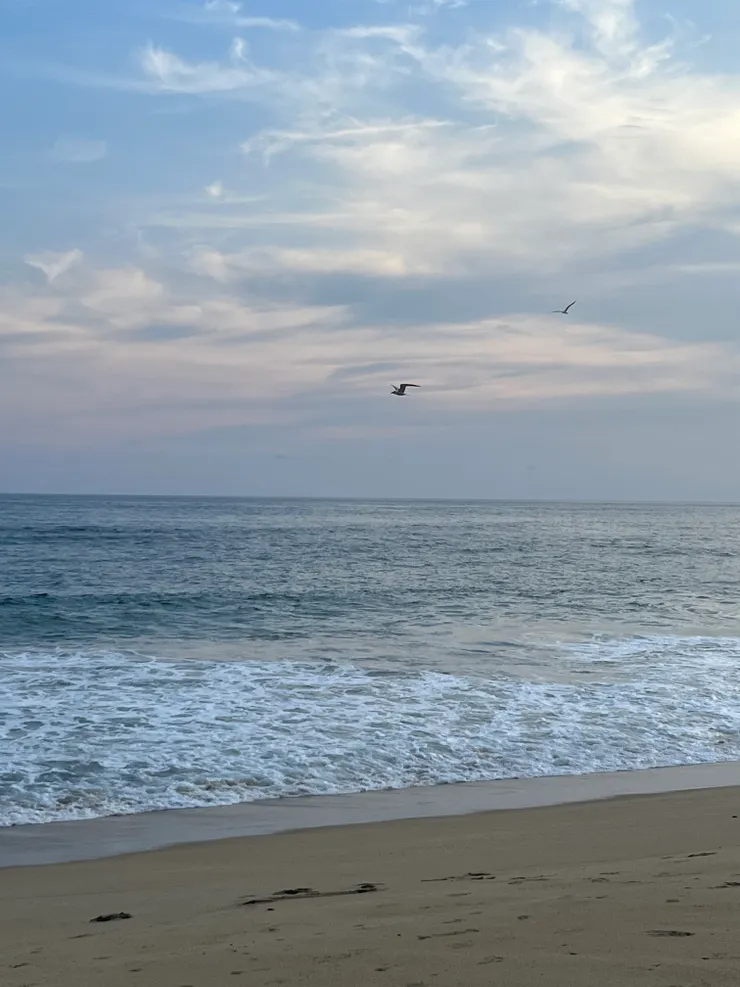 找晚餐的海鷗們