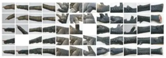 雞爪的異想世界─Chicken Brick Wall