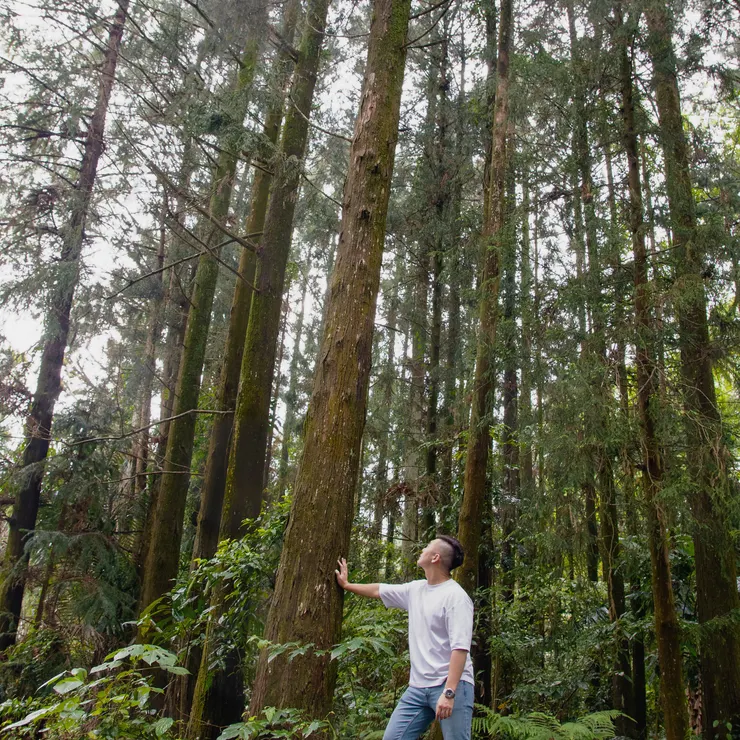 探尋父植萃「杉韻沉淨洗髮精」主打，台灣最具代表性的特有樹種「台灣杉」