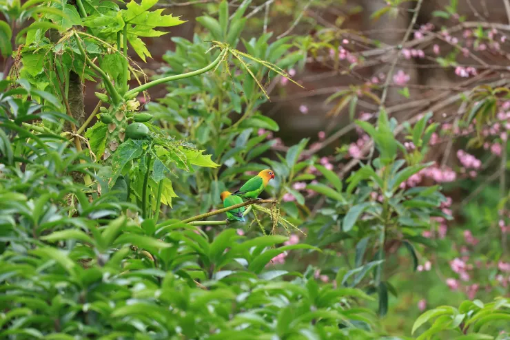 未放大原圖，其實鸚鵡離我有一段距離