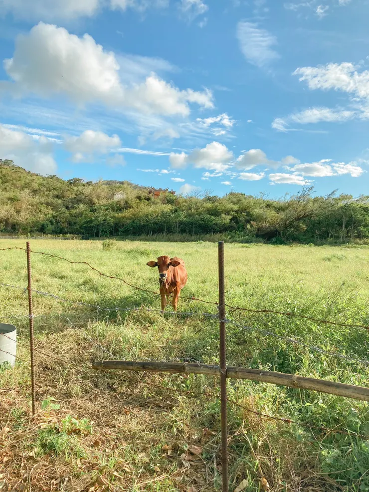 隔壁還住著一頭牛