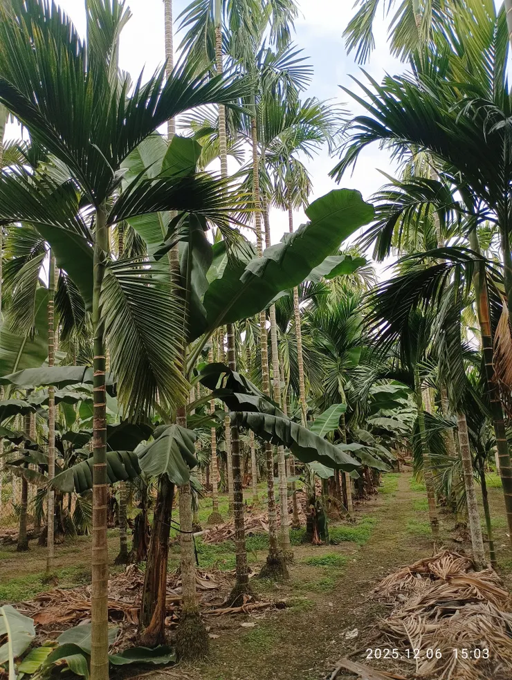 屏東鄉村農園常見如是景觀；檳榔樹與香蕉同植