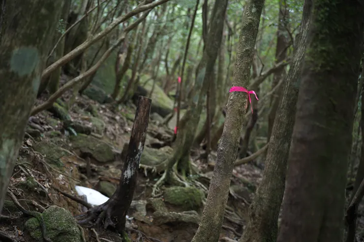 屋久島太鼓岩山徑上的布條