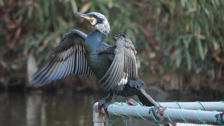 鸕鷀也在放鬆一下，曬乾雙翼