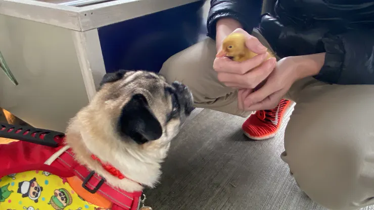 第一次與炭烤小鴨接觸