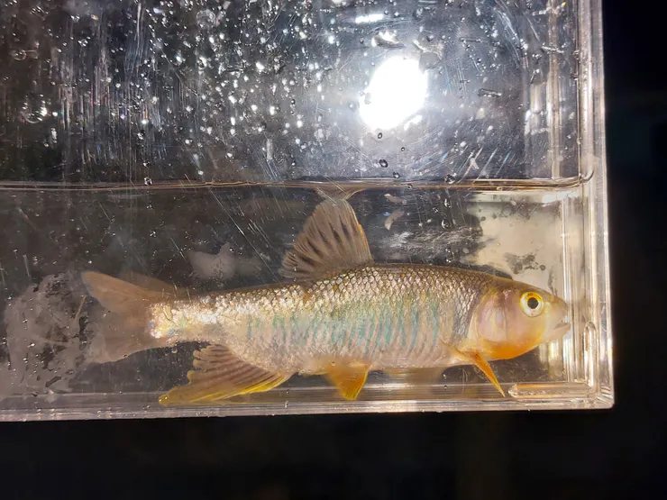 我給粗首鱲超美的紋路第一名