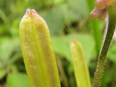 src