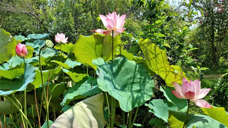 大暑所在的農曆六月也被稱為「荷月」！  舊時每到了六月，人們會攜上家人或三五好友出門賞荷、飲酒聚會，文人雅士則時興在蓮池泛舟。