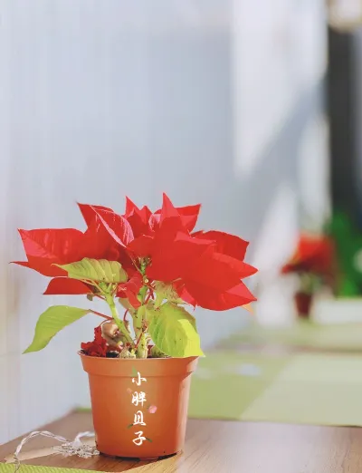 聖誕紅——人際的紅綠互補