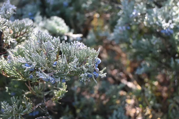 沿途可見的杜松子本人