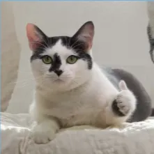 波蜜韭菜汁的沙龍