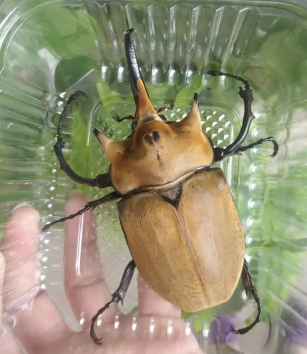 © José Gonzalo Vázquez Rodríguez 的觀察紀錄 