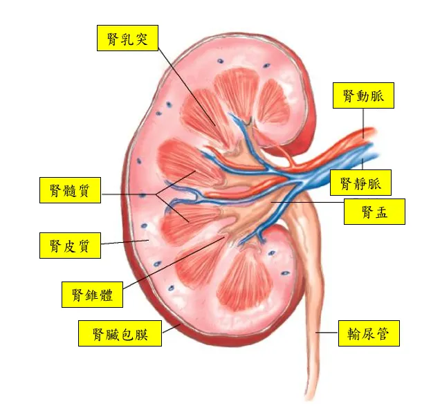 腎臟剖面圖