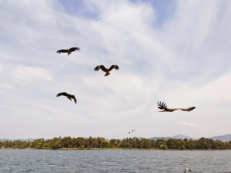 隨船伴飛的海鷗飛鷹
