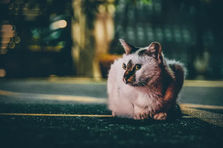 Photo by Chris Yang on Unsplash