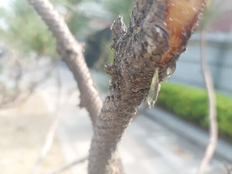 松脂，就是從松樹的受傷枝幹流出的半透明液體。