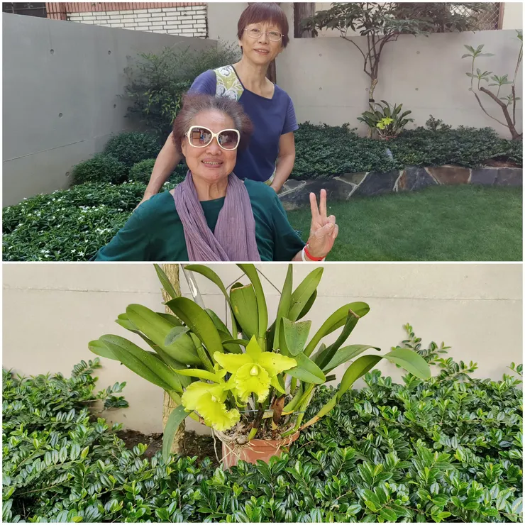 庭院幽蘭盛開兩朵迎接老媽歸來！下圖即上圖背景中兩朵盛開的幽蘭。