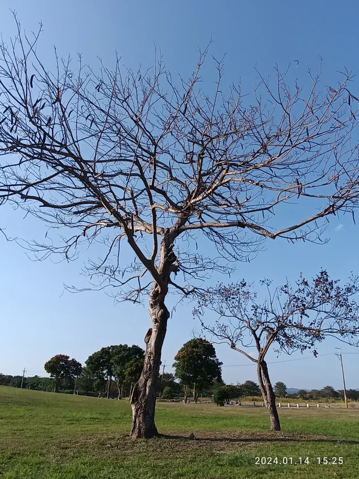 前景鳳凰樹親往檢視已是奄奄一息，左旁台灣欒樹確定已死枯；後方遠景的火焰木正紅紅火火的盛開