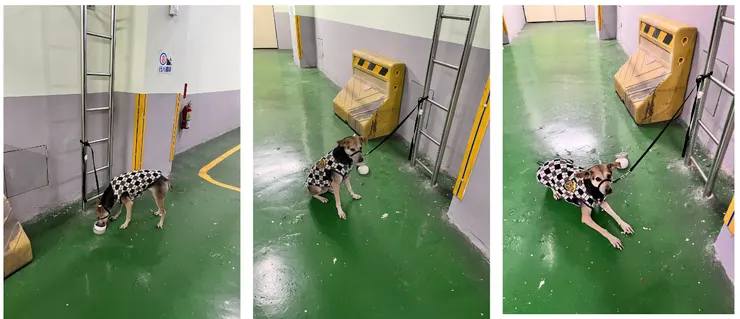 地下室能綁的地方不多，在這裡吃飯已經熟門熟路了