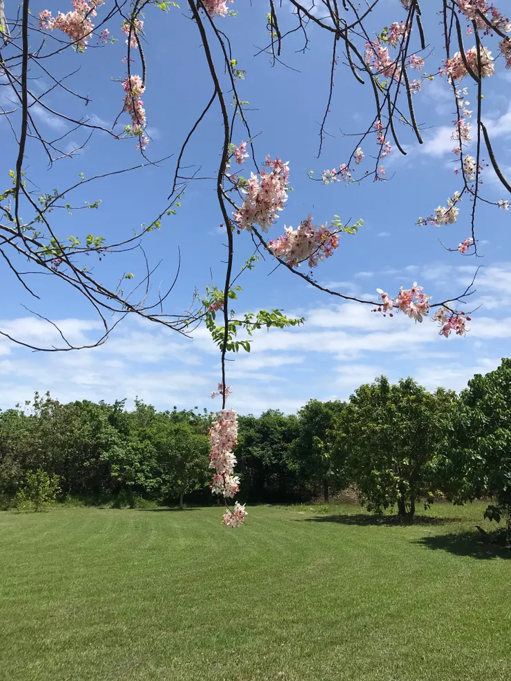 （照片：台東綠茵小筑）