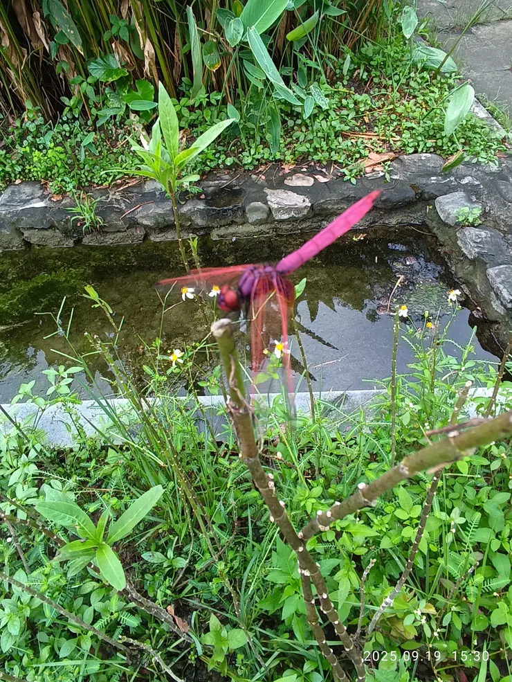 紅蟌蜻蜓，自拍攝