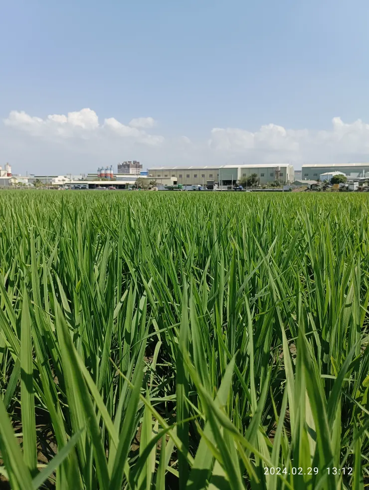 南國春禾碧如絲