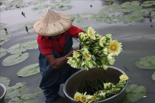 在各色香水蓮花中，以黃色香水蓮氣味最適合製作蓮花茶，氣味清雅而不澀。