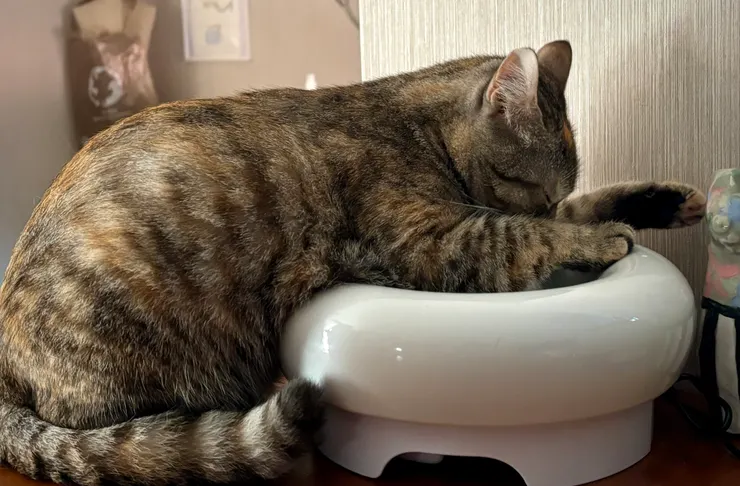 公主神聖的飲水時光