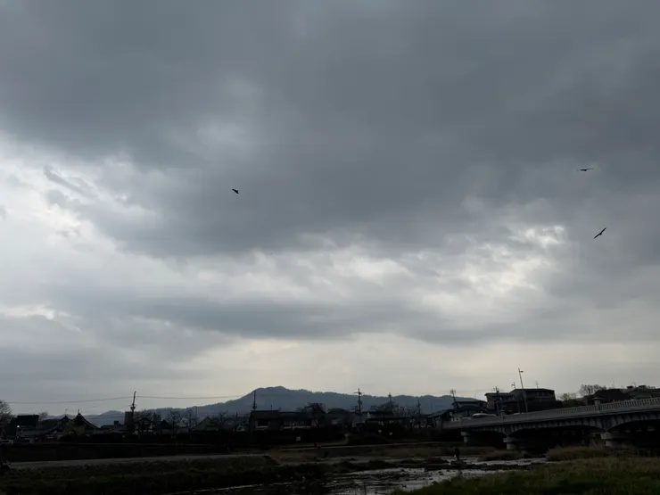 鴨川橋下, 烏雲密布, 天上有許多 隼 之類的鳥類在低飛