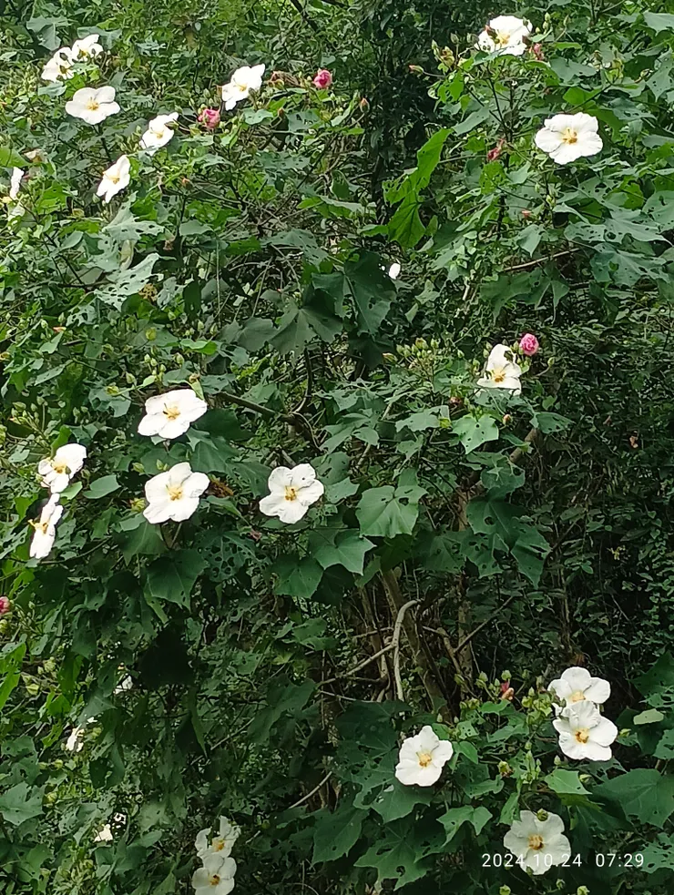 山芙蓉正綻放，自拍攝