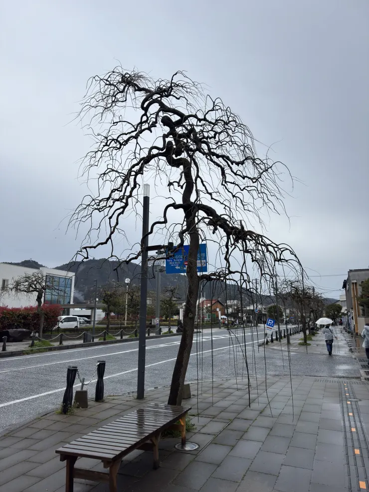 街道上的樹都很特異
