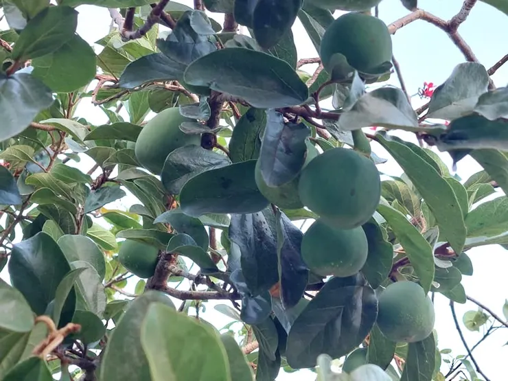薜荔是桑科榕屬的藤本植物。果實具有豐富的膠質，可洗出黏液，是製造果凍涼粉的材料。我們熟悉的愛玉是薜荔的變種。 重點是要找到雌果才能洗出果凍來。