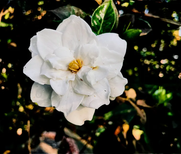家中種的梔子花,剛好下完春雨拍的