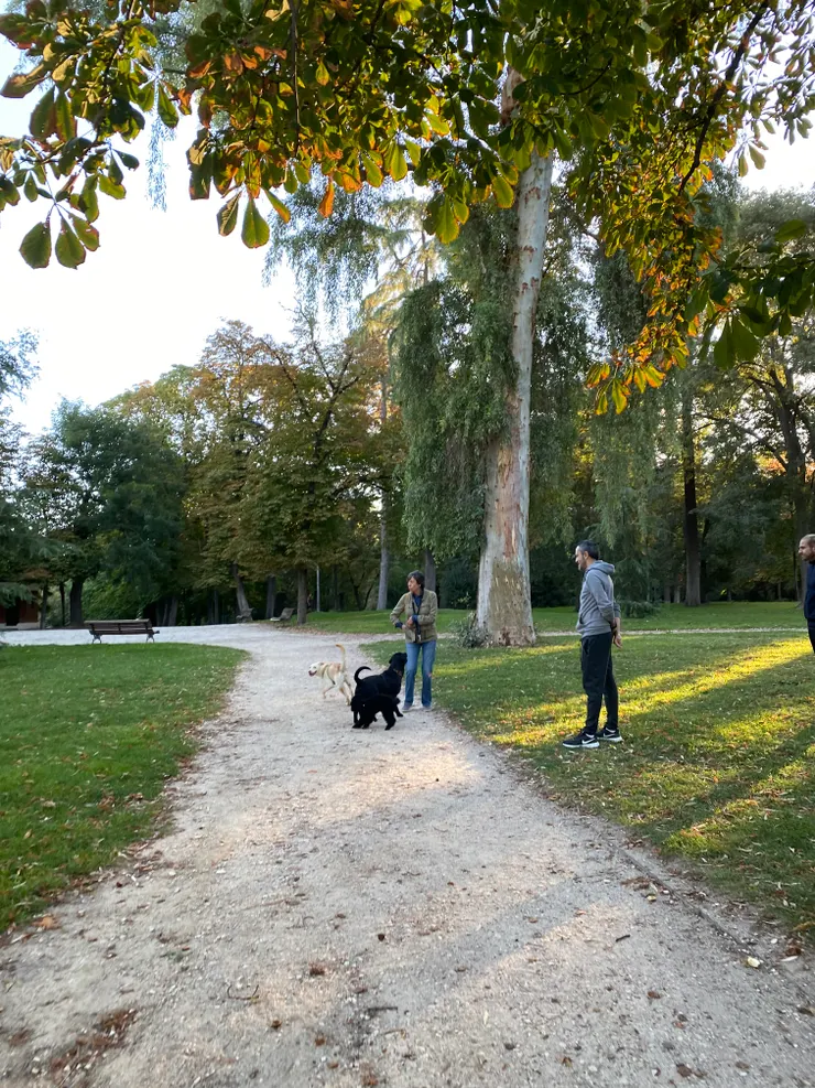 早晨遛狗的在地人