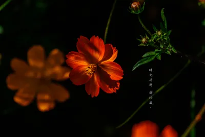拾光森林 photography 