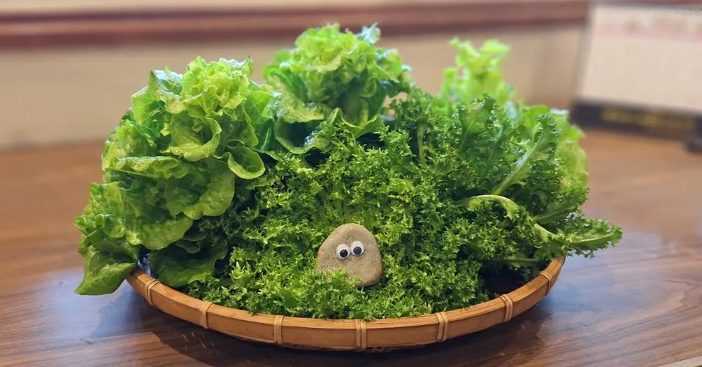 橘皮的園藝之路